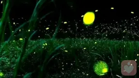 麦智心理专家,麦智心理咨询费用,麦智心理咨询效果怎么样