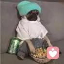 白白胖胖充满脂肪的头像