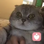 一只变魔术的小鹦鹉的头像