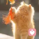 左边撒旦的头像