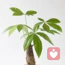 muyan的头像