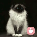 猫一天	狗一天的头像