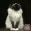 猫一天 狗一天