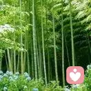 心若向阳，无谓悲伤的头像