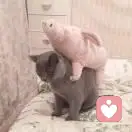 专业车贷.张彦康13657111792的头像