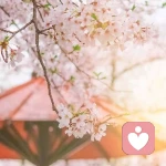 陌上浅白的头像