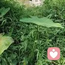 梁的头像