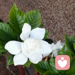 心莲心理咨询师的头像