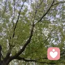 小羊羔的头像