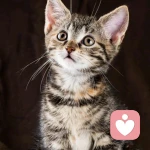 宁静致远的头像