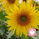 青青子衿的头像