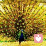 ヅleaf╰☆╮的头像