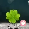 四叶草的头像