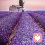 幸福的旋律♪的头像