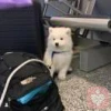 白茶
