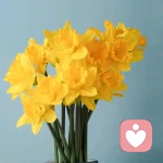 永恒之芳的头像