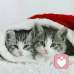 阳光下的灿烂的头像