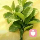 A💓 余生💖的头像