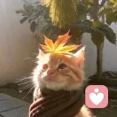 枫柚的头像