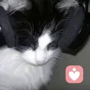 演员的头像