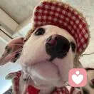 Ali小懒猪的头像