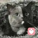 双重人格的头像