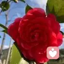 心素如简的头像