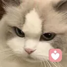 布偶少爷猫的头像