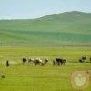 果霞老师