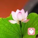 红太阳的头像