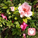 い我要稳稳的幸福的头像