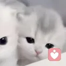 ᪗T^T.ଓ的头像