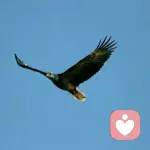 静夜思语的头像