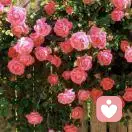 一抺晨曦的头像