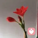 心雨的头像