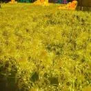 大雄丨丨情感丨家庭