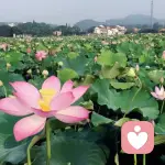 独上西楼的头像