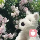 心语陪伴✨的头像