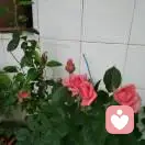 兵哥的頭像