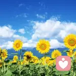 心乐土咨询的头像