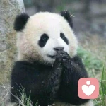 胖大海先生的头像