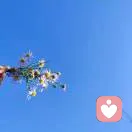绿罗裙的头像