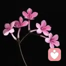 难得糊涂的头像