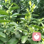 속봄리-西米粟的头像