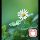 飘零的落叶的头像