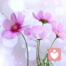 向日葵的头像