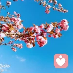 君恨我生迟	·	我恨君生早的头像