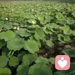 有你才完美的头像