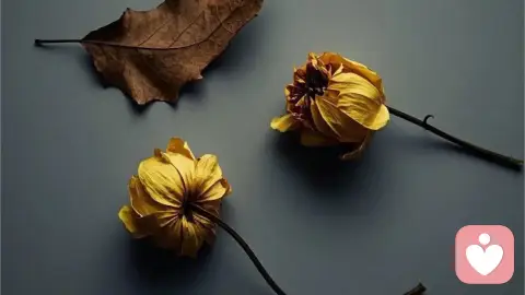 失落的爱背后的心理学效应