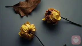 失落的爱背后的心理学效应